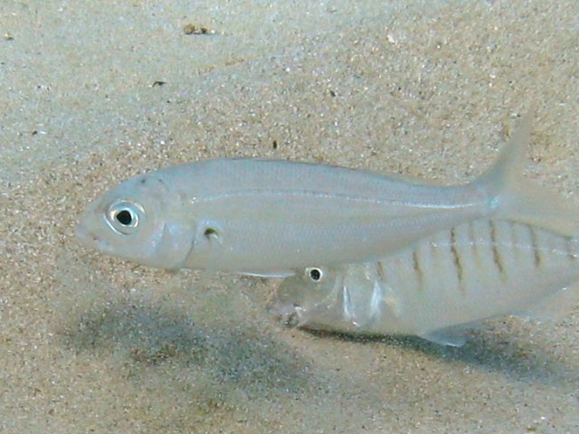 Pagellus acarne (Risso, 1827)